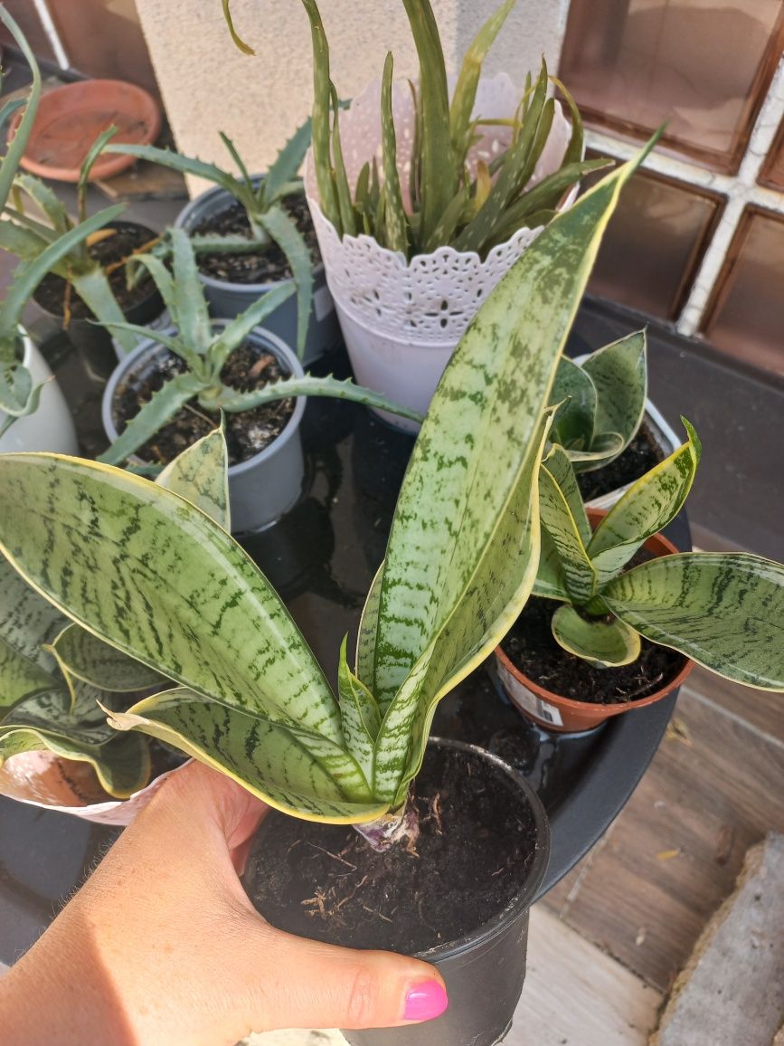 Sansa sansewieria aloes drzewiasty aloe vera