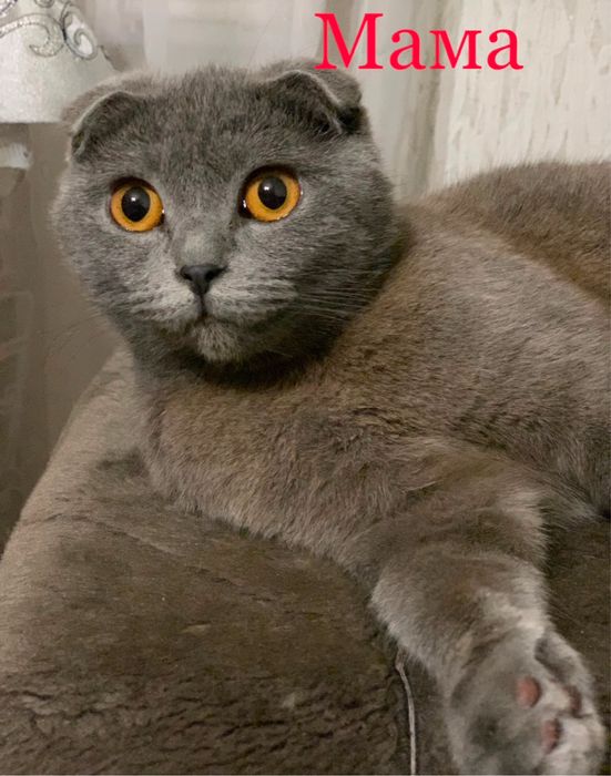 Продам породистих кошеняток