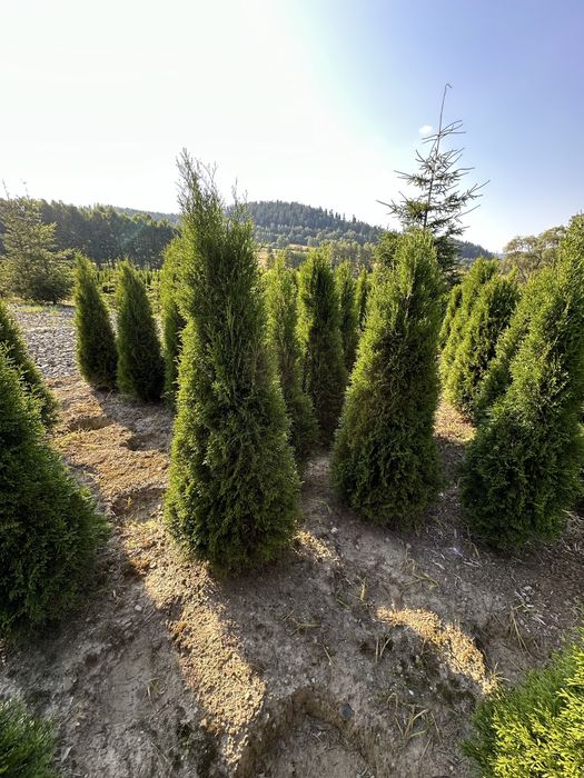 Tuja tuje szmaragdy thuje szmaragd sadzenie transport