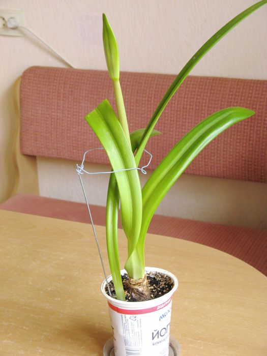 Амариллис Гиппеаструм