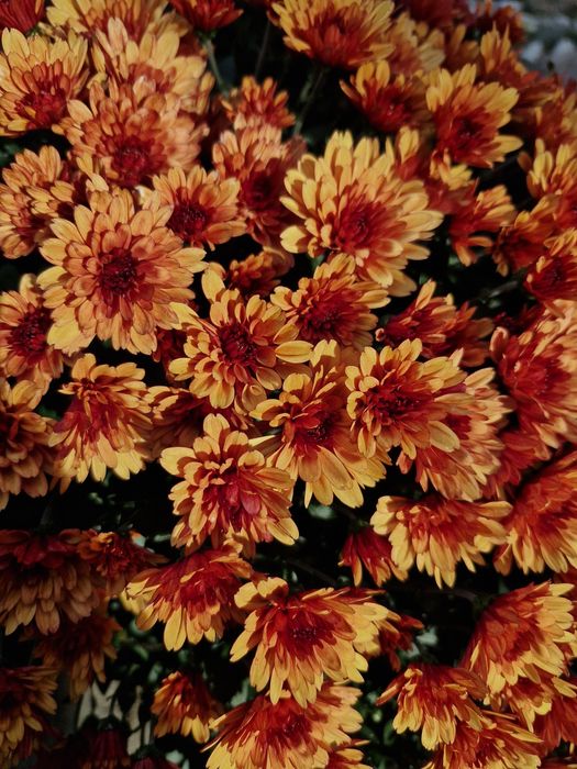 Chryzantemy na wszystkich świętych, chryzantema w doniczce