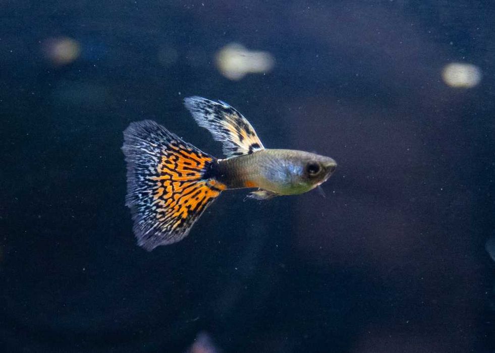 Przepiękny czerwony weloniasty Gupik Metal Red Nebula dorosły samiec