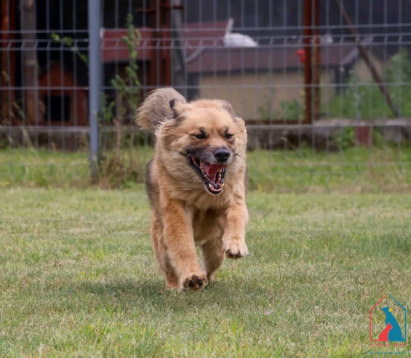 ŚLICZNY, MAŁY, uczuciowy i radosny - adoptuj przyjaciela