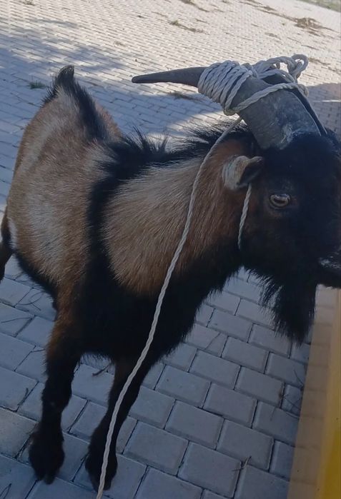 Vendo cabrito anao