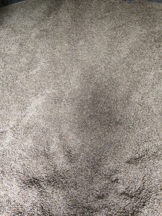 Owies Bingo, Romulus rok po centrali