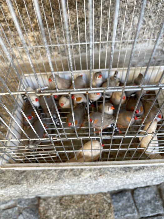 25 Mandarins várias mutações