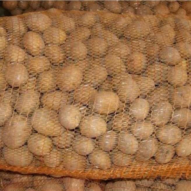 Ziemniaki jadalne, buraczki czerwone, ogórki, fasolka