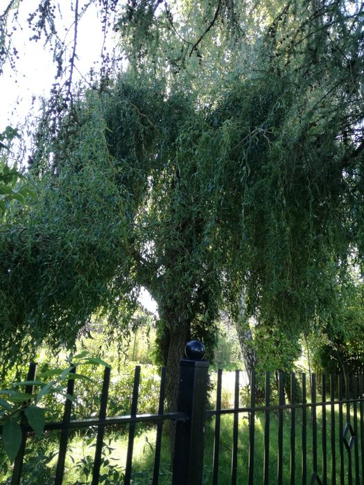 Sadzonki wierzba mandżurska