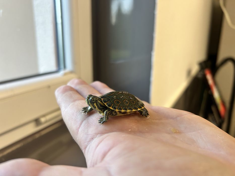 Żółw zolwik hieroglifowy zolw wodno - ladowy - transport cala Polska