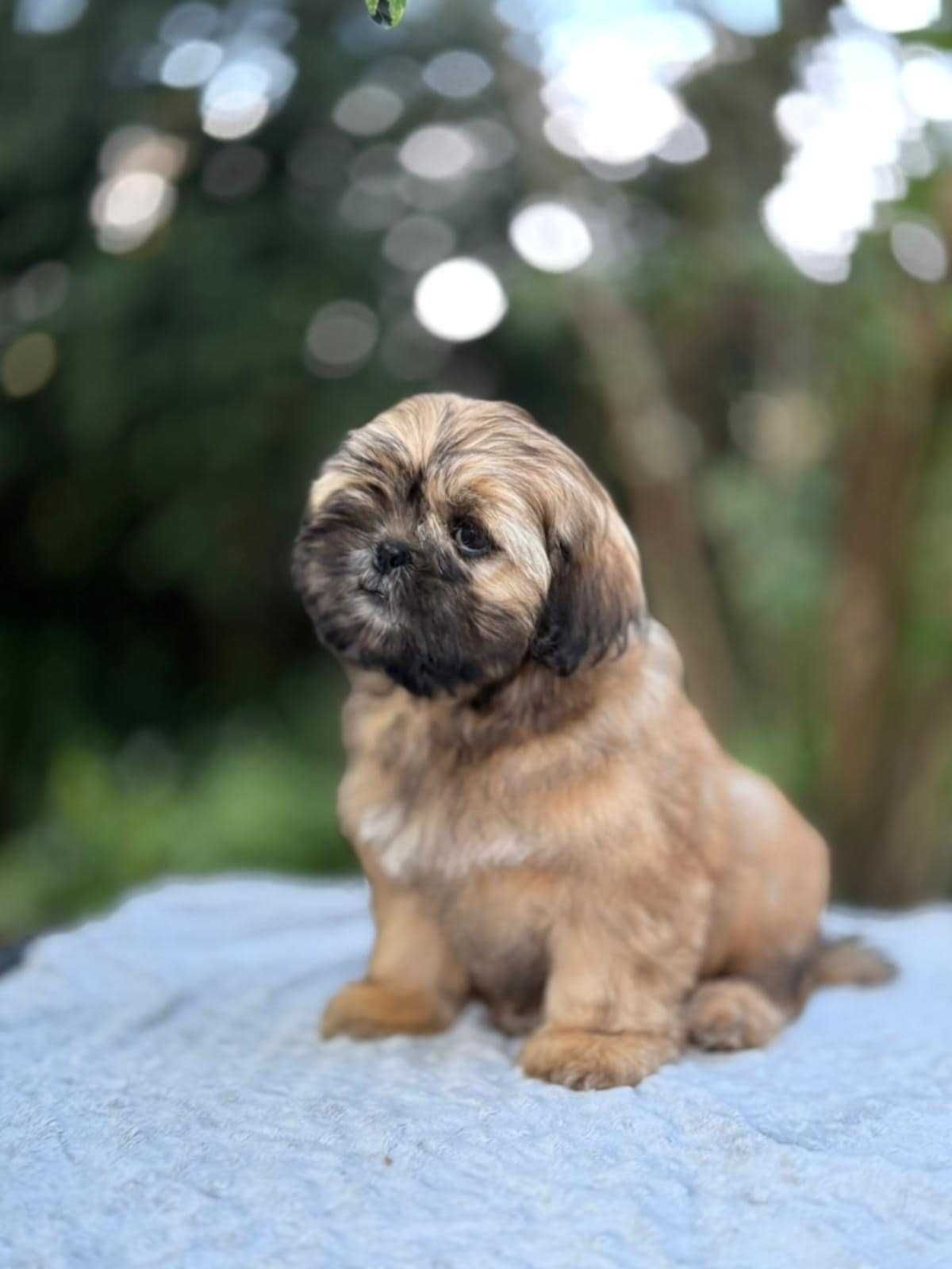 Unikatowy piesek Shih Tzu!  Gotowy DO ODBIORU!