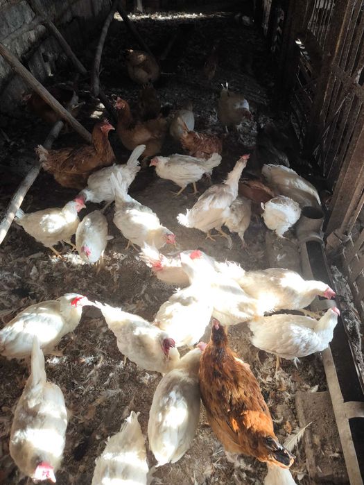 Продаются куры несушка и домашние.