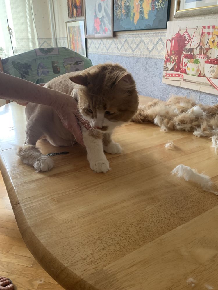 Стрижка собак и кошек