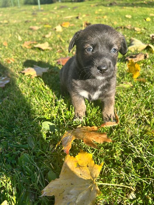 Oddam pieski w dobre ręce