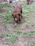 Pit Bull Red Nose