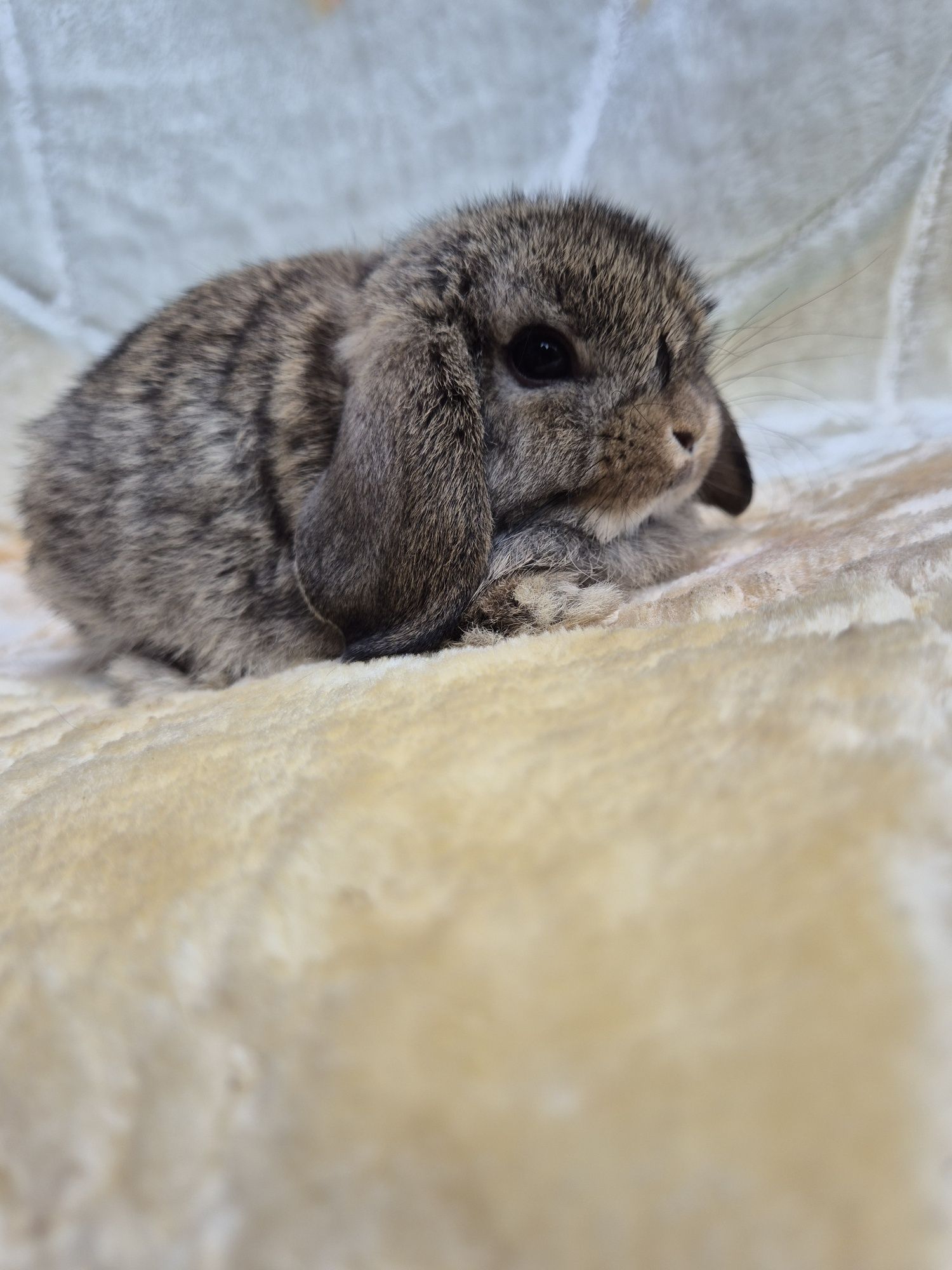 Króliczek Mini lop
