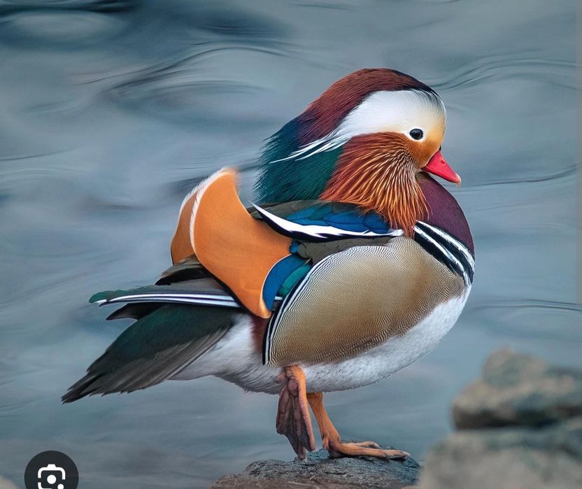 Casal mandarins 2025