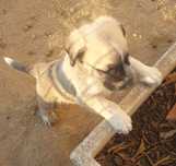 cachorros puros Rafeiro alentejano