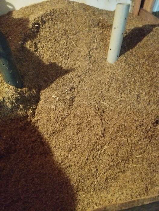 Mieszanka jara owies, jęczmień, pszenica