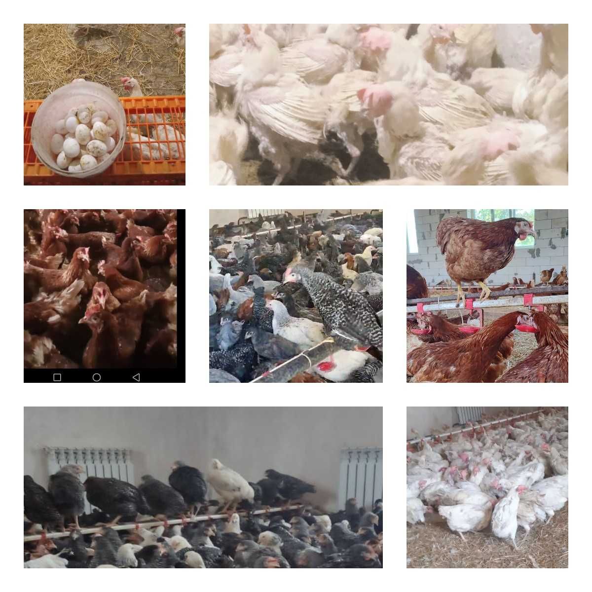 Продам кури несушки! Доставка безкоштовна. Лохвиця!