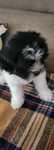 Shih tzu fêmea pequenina excelente exemplar