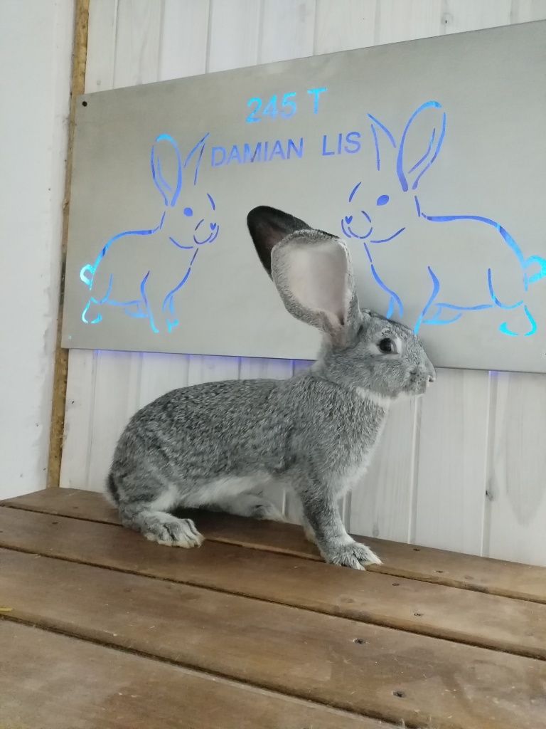 Belg Olbrzym Młodzież