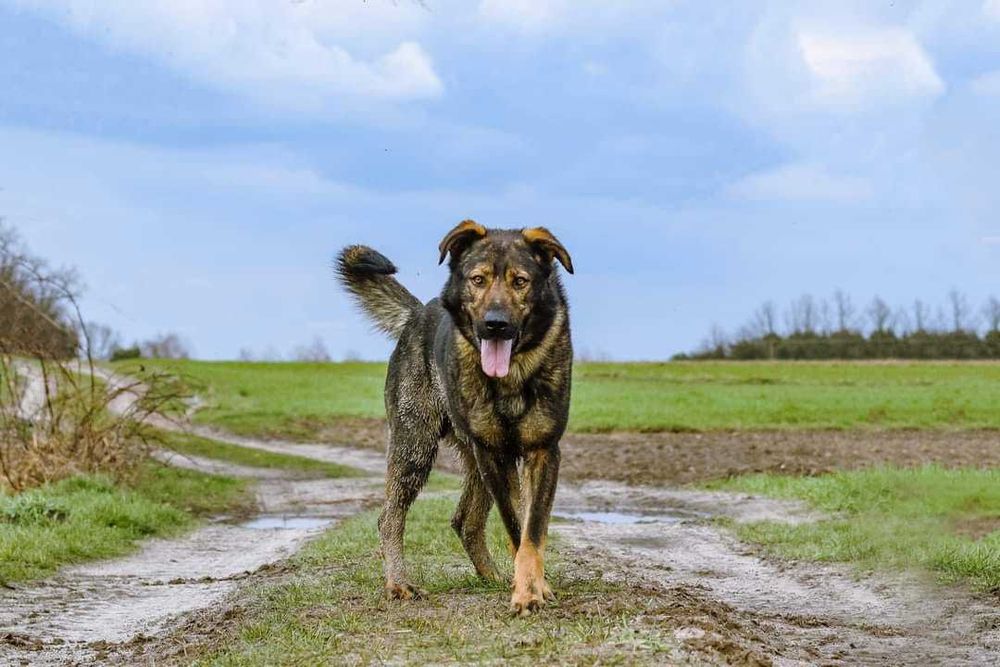 Duży pies Syriusz, aktywny i silny