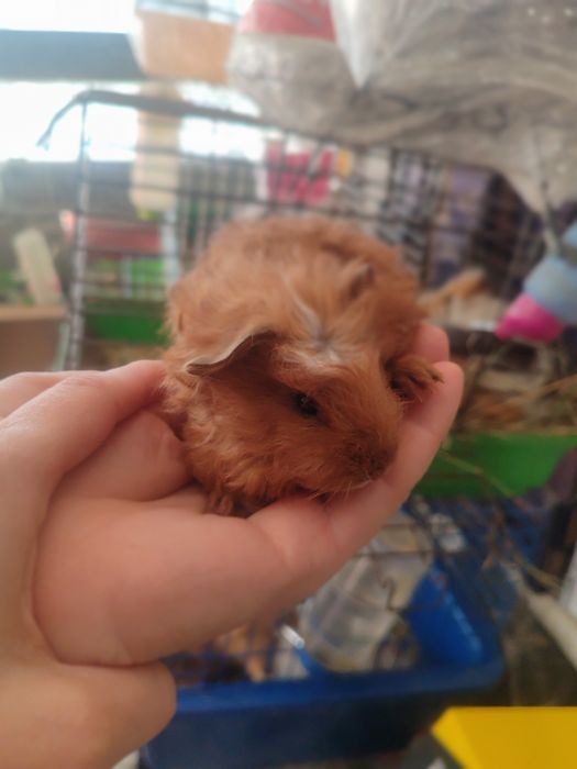 Морские свинки разные породы