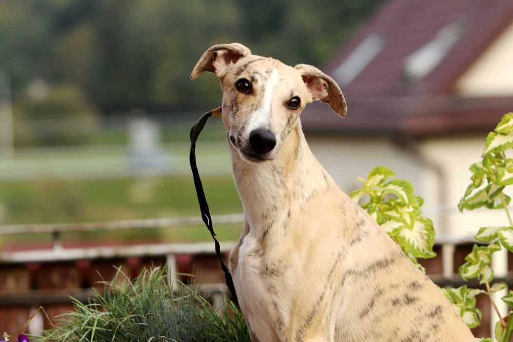 Whippet Chart angielski ZKwP/FCI śliczny piesek PORVENIR "Venio"