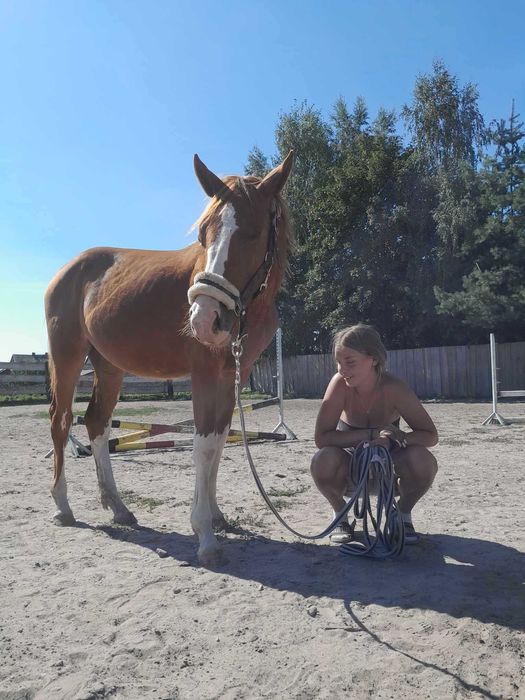 Klacz malowana dwa lata