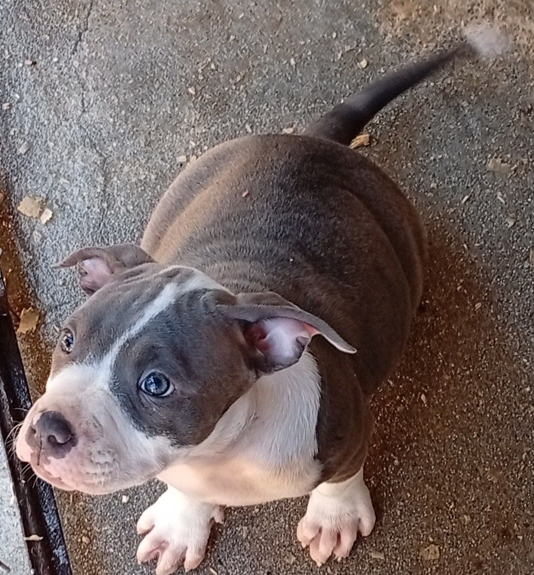 American Staffordshire Terrier