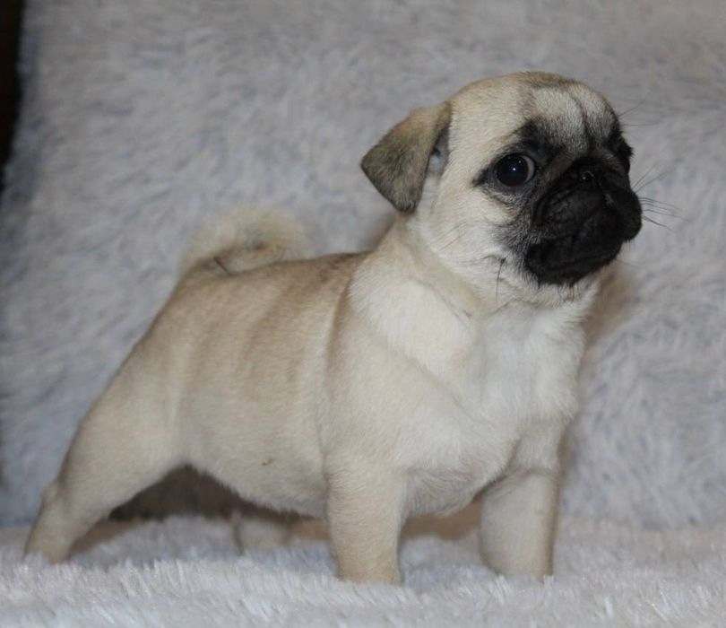 Мопсики бомбезні