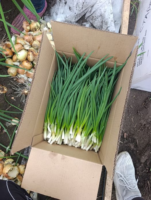 Продам перо цибулі/зелену цибулю