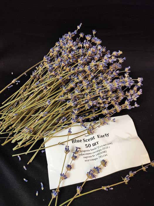 Семена лаванда Blue Scent Early голландские
