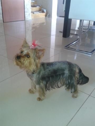 York Yorkshire terrier jeden trzech Muszkieterów chip paszport wyprawk