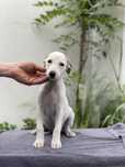 Dziewczynka Whippet ZKwP piękne umaszczenie Revirado FCI do odbioru