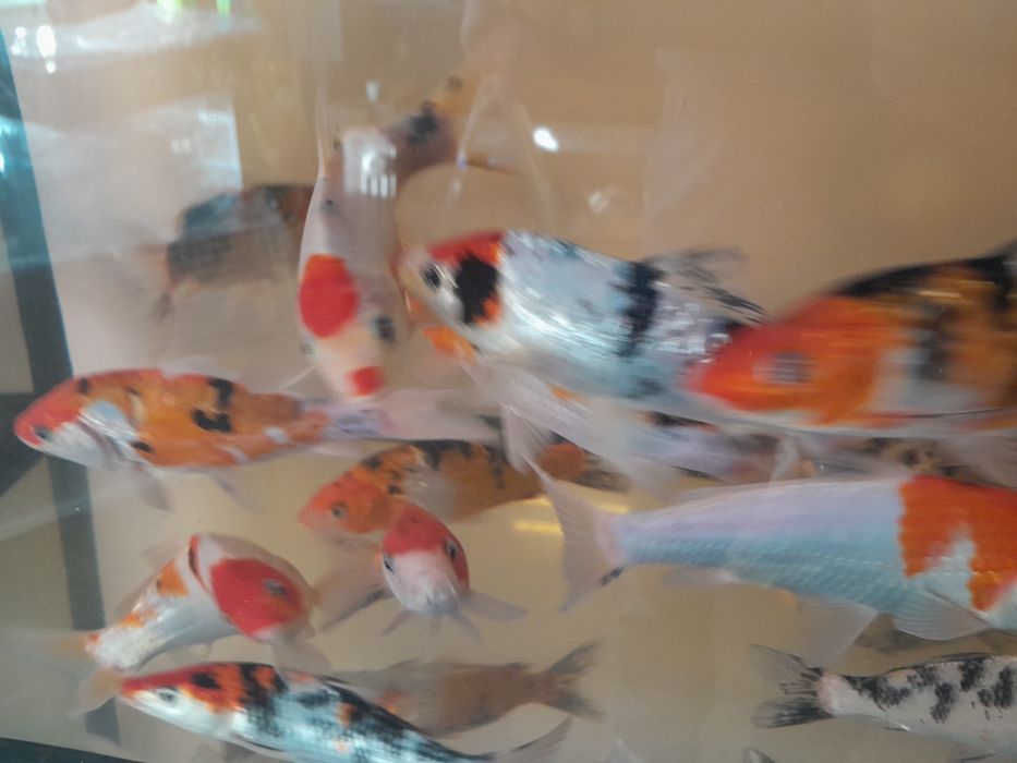 Karp koi 25 cm Sklep Altum Sierakowice