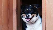 Pies Maniek poleca się do adopcji