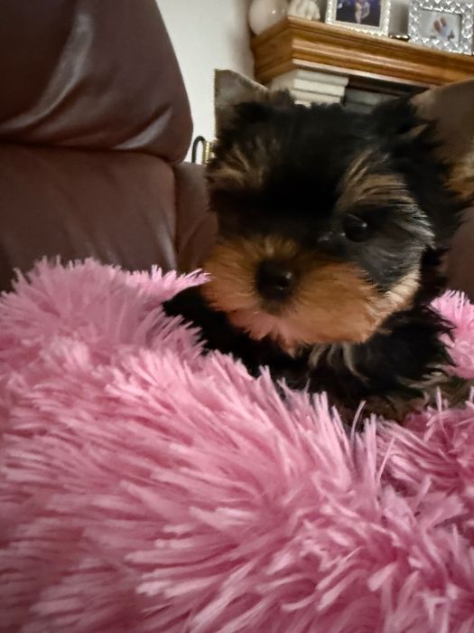 Yorkshire Terrier York ZKwP FCI śliczna dziewczynka
