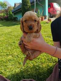 Cocker spaniel angielski