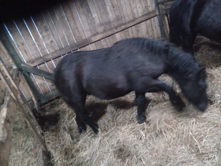 Ogierek zimnokrwisty