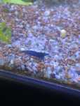 Vendo camarões Blue Dream Adultos e Juvenis