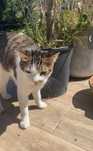 Uma gata de pelo curto, saudável e esterilizada