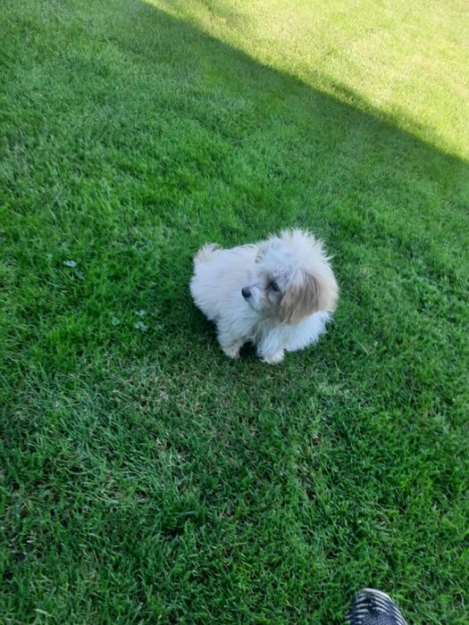 Maltipoo śliczna suczka