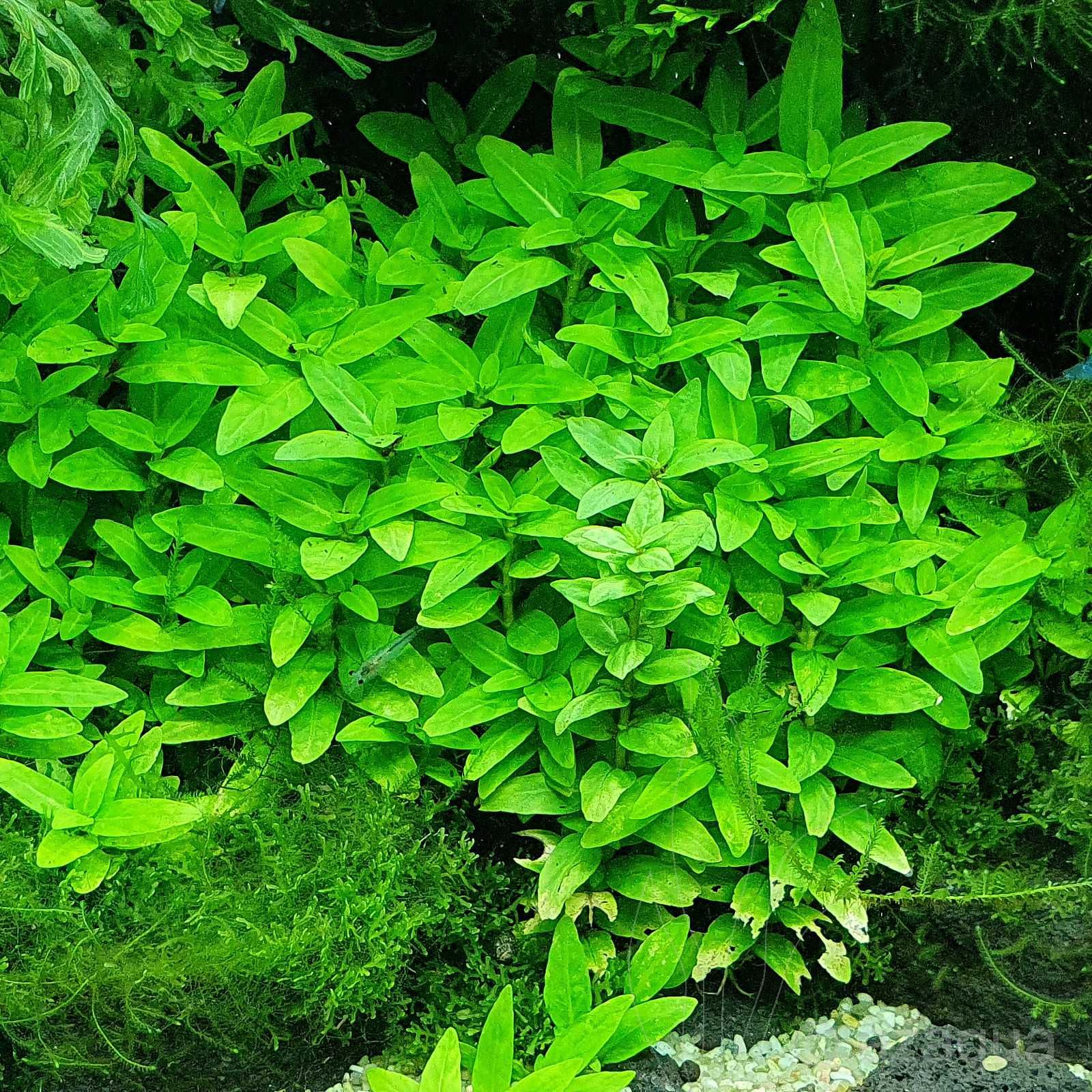 Planta Aquática - Staurogyne Repens