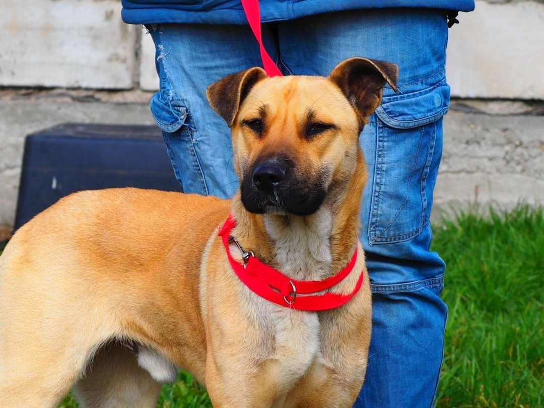 LUK cudowny oddany psiak kochający ludzi czeka na wymarzony dom