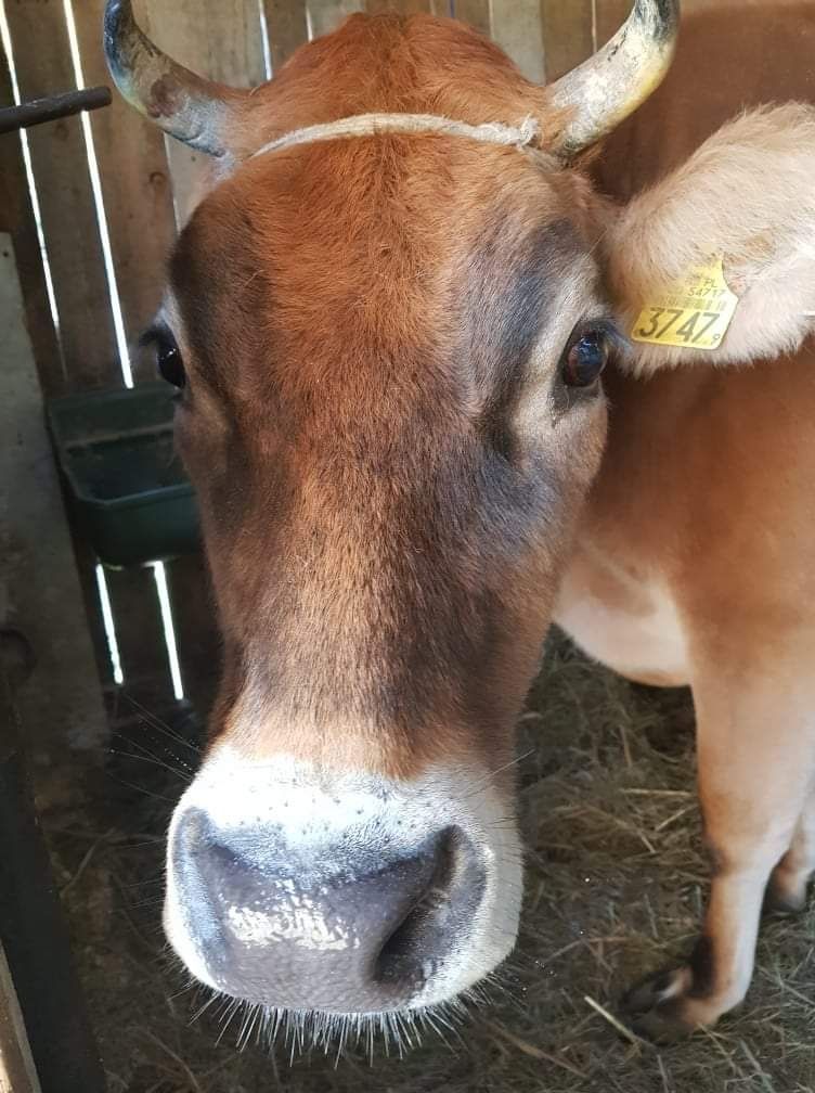 Mleko krowie,Kozie