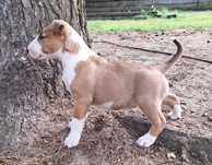 Bulterier standard suczka bull terrier ZKwP FCI