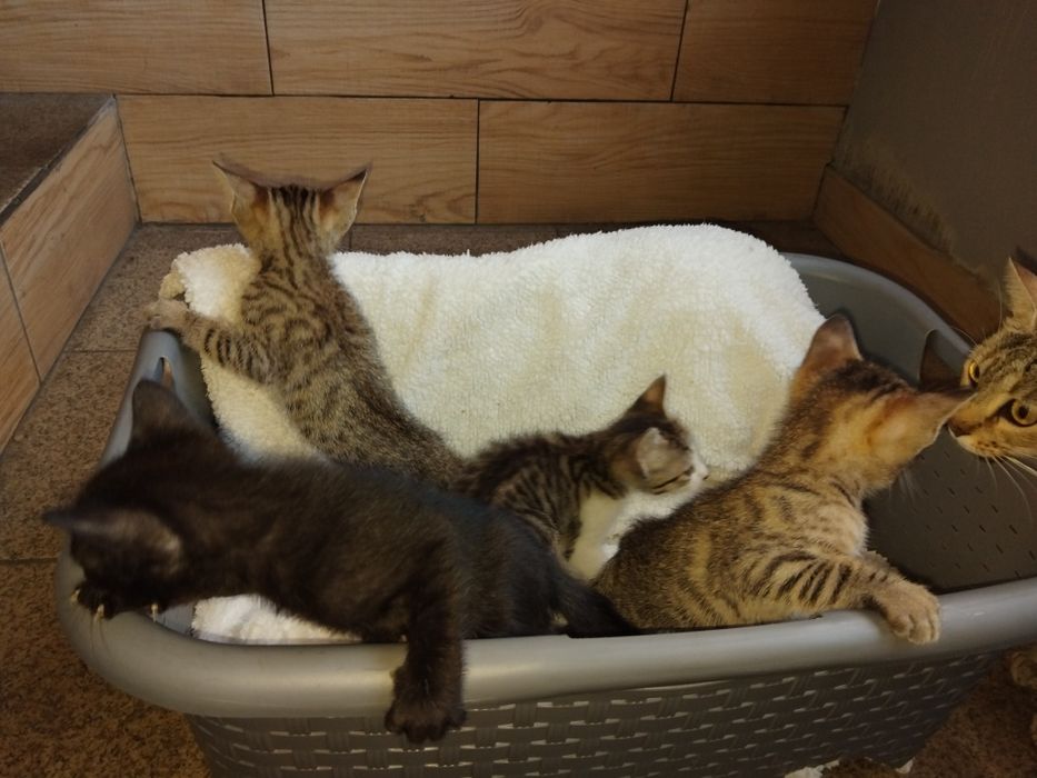 Dou gatinhos meigos e fofos