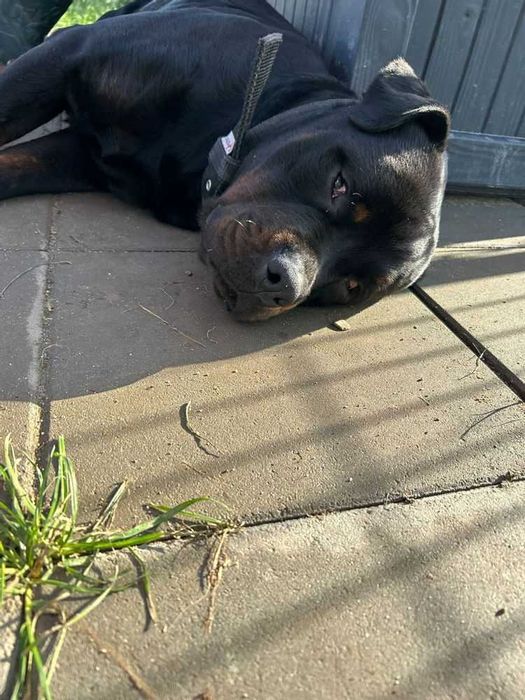 Enzo - młodziutki w typie rotka, rottweilera szuka domu