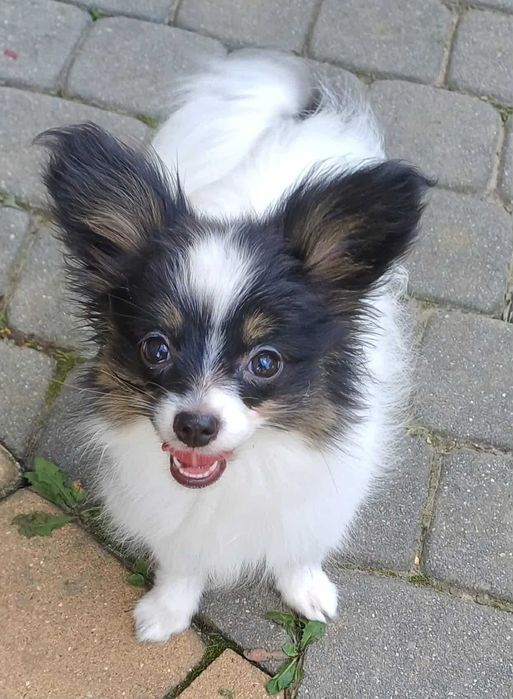 Papillon suczka Tricolor
